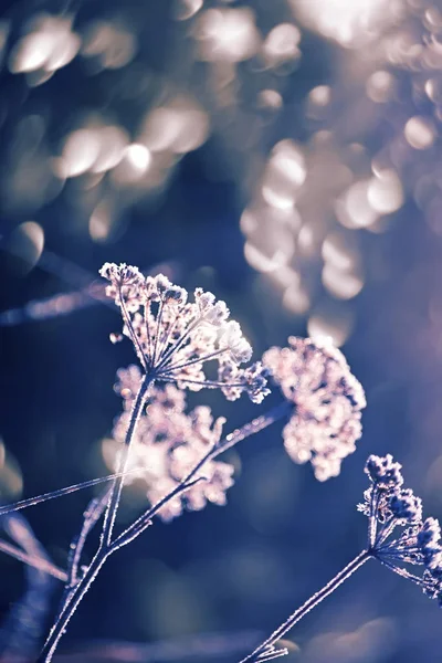 Яркий Волшебный Цветок Капли Росы Игристый Боке Заднем Плане Рано — стоковое фото