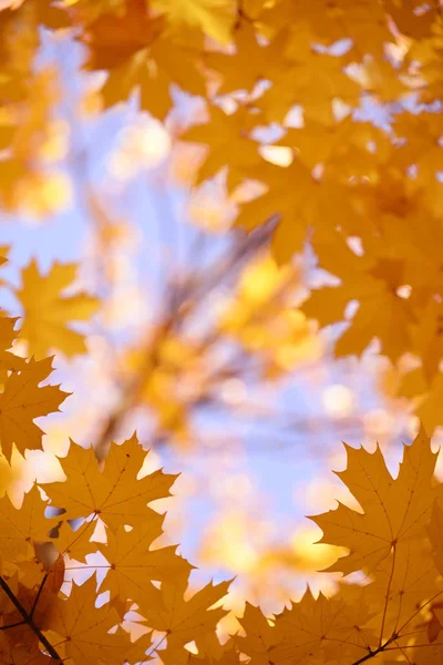 黄色いもみじの紅葉が青い空を背景に枝のフレームです 秋の公園の自然な背景 — ストック写真