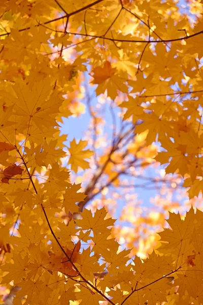 Frame Branches Yellow Leaves Maple Blue Sky Natural Background Autumn — Stock Photo, Image