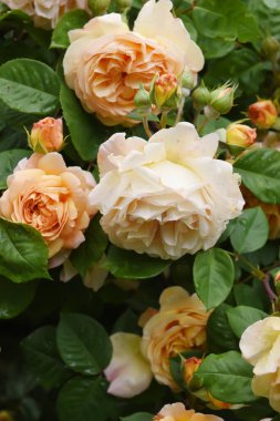 Bahçede sarı-turuncu yemyeşil gül çalıları. Yağmurdan sonra damlalar içinde güller.