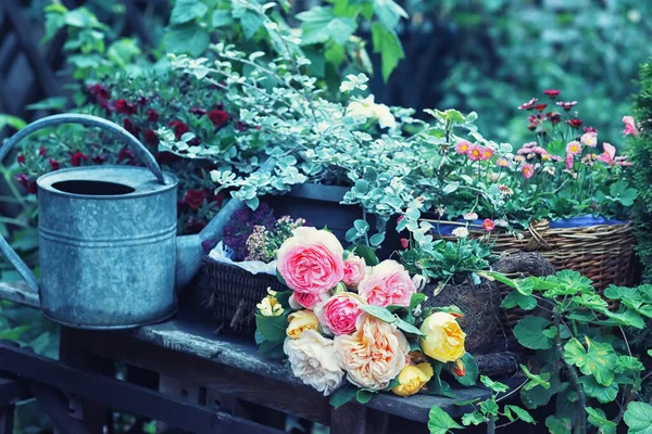 Szép Hely Kertben Öntözőkanna Különböző Virágok Vázákban Összegyűjtött Egy Csokor — Stock Fotó