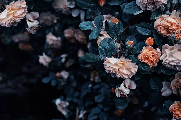 Amarelo Laranja Exuberante Arbustos Rosa Jardim Rosas Gotas Após Chuva — Fotografia de Stock