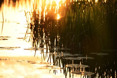 Ormandaki gölde gün batımı. Doğada rahatlamak için rahatlatıcı bir yer. Günbatımının yansıması sudaki gökyüzünün.