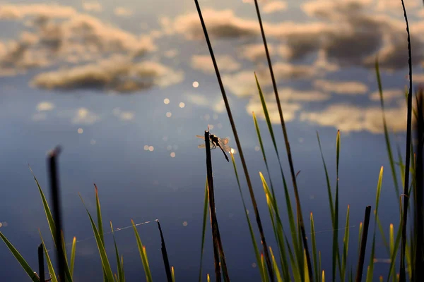 Coucher Soleil Sur Lac Dans Forêt Silhouette Une Libellule Sur — Photo