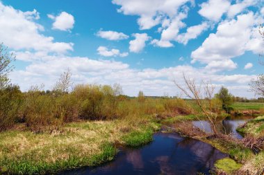 İlkbahar ya da yaz günü gölde ve ormandaki bataklıklar. Harika yaban hayatı manzarası.