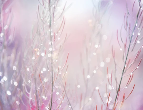 Magical art photo of plants in sparkling dew. gentle tones, soft selective focus.