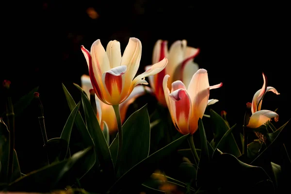 Красивые Цветы Разноцветные Тюльпаны Темном Саду Художественное Темное Фото — стоковое фото