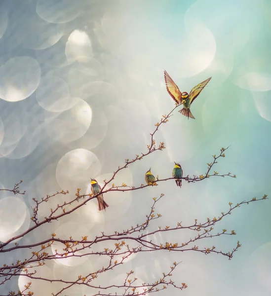 在荒野的天空中 鸟儿在树枝上羽毛金蜂食客 云朵弥漫在天空 中国日本绘画风格的艺术照片 — 图库照片