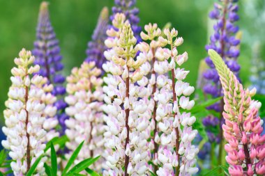 Çayırda çok renkli lup çiçeklerinin yemyeşil çiçek açması. Sıcak bir yaz havası doğada güneşli bir gün.