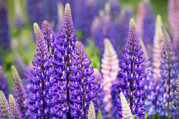 Weelderige Bloei Van Veelkleurige Lupine Bloemen Weide Stemming Van Een — Stockfoto