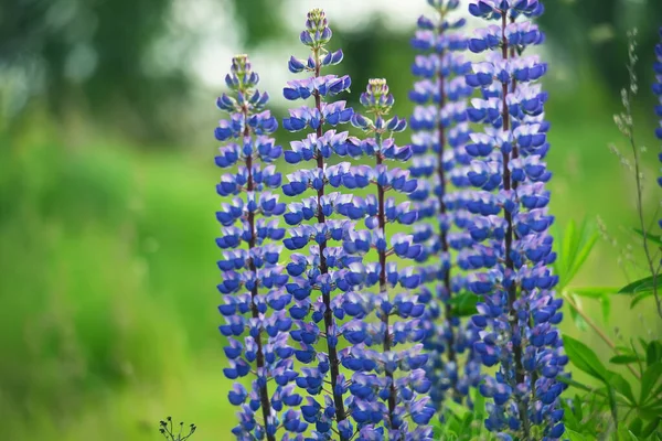 Weelderige Bloei Van Paarse Lupine Bloemen Weide — Stockfoto