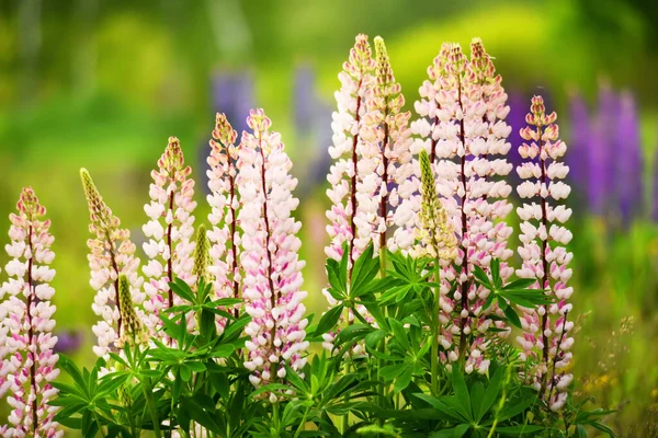 Lush Flowering Pink Lupine Flowers Meadow Mood Warm Summer Sunny — Stock Photo, Image