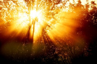 Güneş ışınları şafak vakti bir ağacın dalları ve sislerin arasından geçiyor. Sabahın erken saatlerinin seçici odağı.