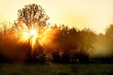 Güneş ışınları şafak vakti bir ağacın dalları ve sislerin arasından geçiyor. Sabahın erken saatlerinin seçici odağı.