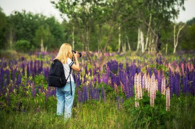 Ormanda çiçek açan bir açıklıkta sırt çantalı bir kız. Ormanda lubinler. Çiçekler..