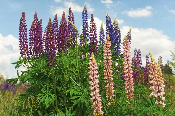 Lush Flowering Multi Colored Lupine Flowers Meadow Mood Warm Summer — Stock Photo, Image