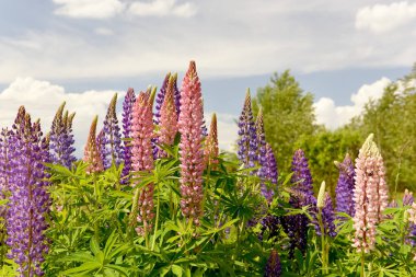  Çayırda çok renkli lup çiçeklerinin yemyeşil çiçek açması. Sıcak bir yaz havası doğada güneşli bir gün.