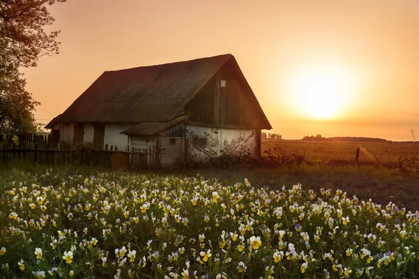 Antiguo Granero Rural Campo Atardecer Flores Silvestres Flores Campo Tri — Foto de Stock