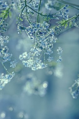 Sabah ışığında çiy damlalarında küçük çiçekler. Yakın plan. Çiçek arkaplan. Çok yumuşak sanat seçici odak