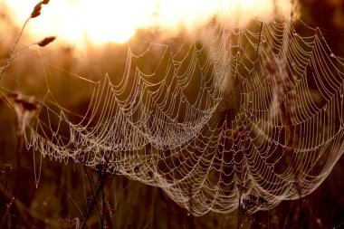 Sabahın erken saatlerinde çiğ damlalarında örümcek ağı. Sıcak renklerde yakın plan.