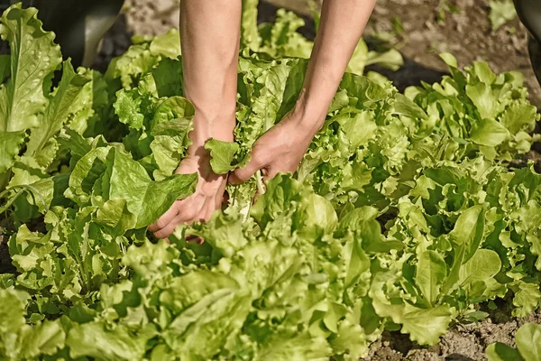 Niña Agricultora Cosechando Hojas Lechuga Campo Productos Agrícolas Veganos Ecológicos —  Fotos de Stock