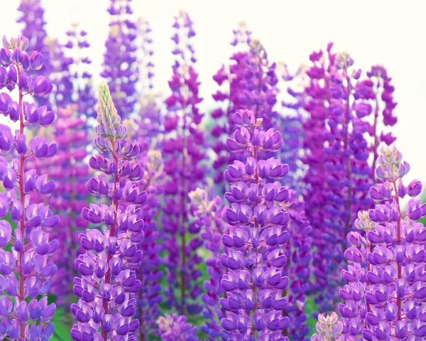 Weelderige Bloei Van Veelkleurige Lupine Bloemen Weide Stemming Van Een — Stockfoto