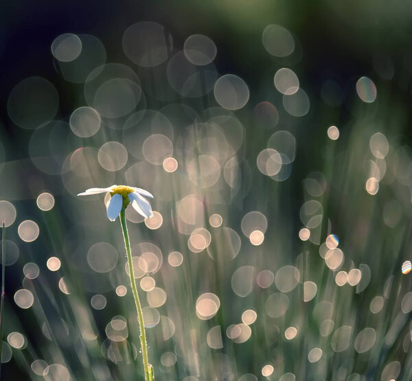Chamomile with dew drops and natural bokeh background. Very soft selective abstract focus.