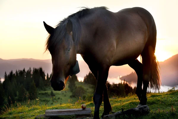 Ein Pferd Weidet Morgengrauen Auf Einer Hochgebirgsweide Schöner Sonnenaufgang Den — Stockfoto