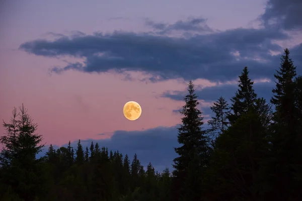 Ночное Фото Силуэты Тёмных Елок Полнолуние Суперполная Луна — стоковое фото