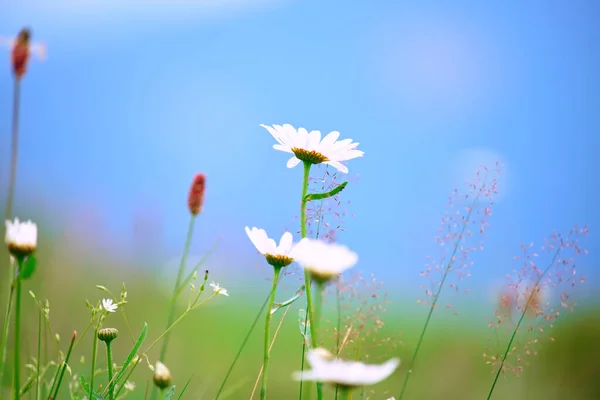 Flores Manzanilla Otras Flores Silvestres Contra Cielo Azul Humor Verano — Foto de Stock