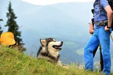 Malamute cinsinden bir köpek dağlardaki bir çayırda sırt çantası ve bir turistin yanında yatıyor. Turizm atmosferi ve doğada seyahat.