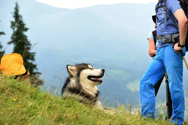 Chien Race Malamute Trouve Sur Herbe Dans Une Prairie Dans — Photo