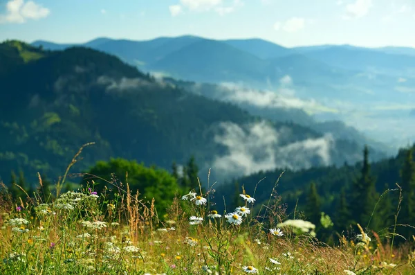 緑の山の風景 緑の山の中に花が咲く草原 — ストック写真
