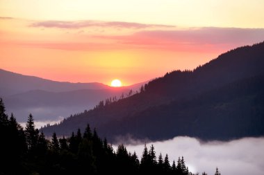 Dawn view in the mountains. Fog among the mountains, a green coniferous forest on the slopes and the sun rising from behind the mountains. clipart