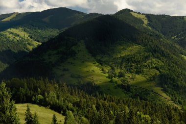 Dağlar sisli kozalaklı ormanlarla kaplandı. Güzel yeşil dağ manzarası