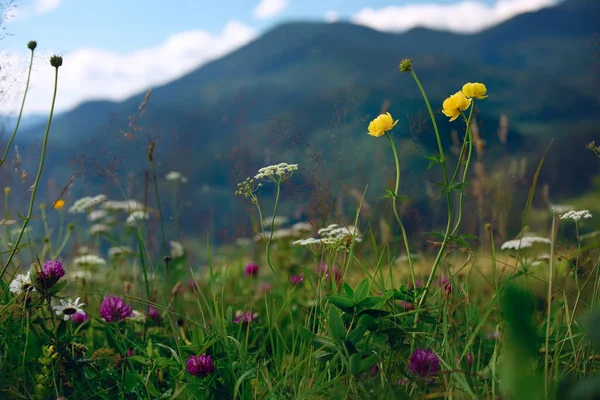緑の山の風景 緑の山の中に花が咲く草原 — ストック写真