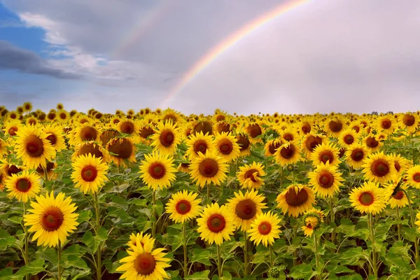 Ett Fält Med Klargula Solrosor Och Regnbåge Ovanför Dem Himlen — Stockfoto