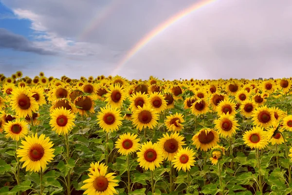 Campo Com Girassóis Amarelos Brilhantes Arco Íris Acima Deles Céu — Fotografia de Stock