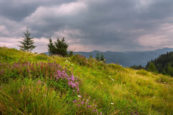 山の背景にライラックタイムの花を咲かせる緑の牧草地 美しい山の夏の風景 — ストック写真