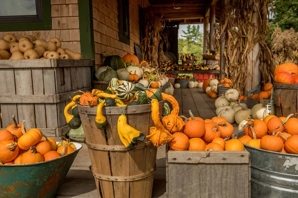 Pumpkins Different Shapes Colors Wooden Boxes Autumn Seasonal Work Harvesting — Stock Photo, Image