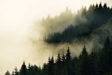 Dağlarda inanılmaz güzel bir gün doğumu. Sisin içindeki kozalaklı ağaçlar ve sisli ormandaki güneş ışınları..