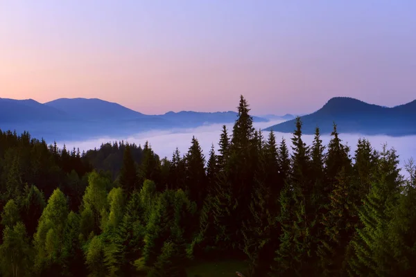 Úsvit Horách Mlha Mezi Horami Zelený Jehličnatý Les Svazích Slunce — Stock fotografie
