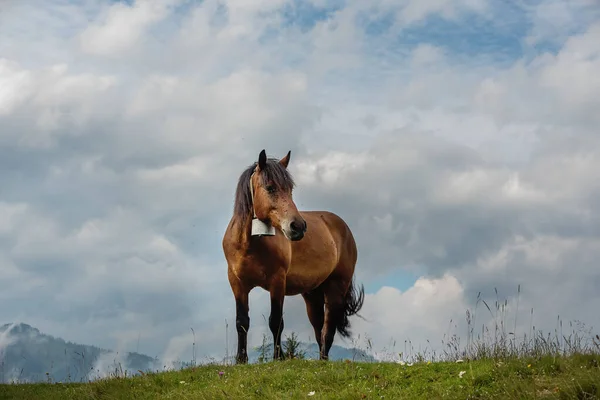 Ein Schönes Pferd Auf Einer Weide Vor Der Kulisse Von — Stockfoto