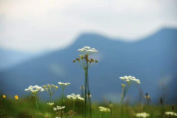 White flowers on the background of the silhouette of the mountain peak.