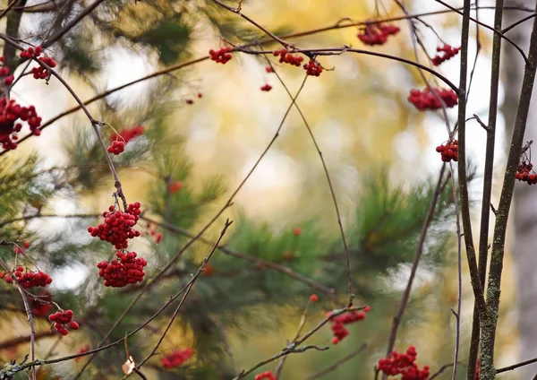 Plexus Branches Avec Des Baies Rowan Rouge Dans Une Forêt — Photo