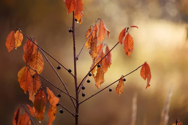 Sonbahar Ormanında Yaprakları Sarı Böğürtlen Dolu Bir Çalı Sonbahar Havası — Stok fotoğraf