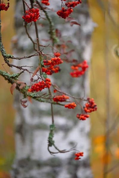 Plexus Branches Avec Des Baies Rowan Rouge Dans Une Forêt — Photo