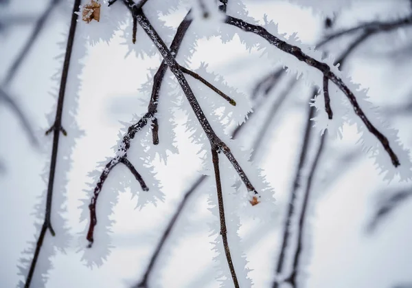 Tree Branches Covered Crystals White Frost Natural Winter Background First — Stock Photo, Image