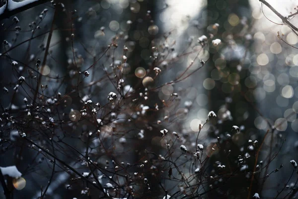 Branches Plantes Dans Forêt Hiver Jardin Flocons Neige Scintillants Lumière — Photo