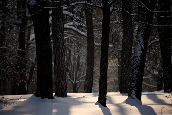 Winter Photo Forest Sunny Frosty Day Dark Trees Sparkling Snow — Stock Photo, Image